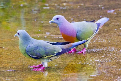  untuk burung Punai Gading ini memiliki bulu yang beraneka warna mirip warna pelangi mengh Burung Merpati Yang Berbulu Indah